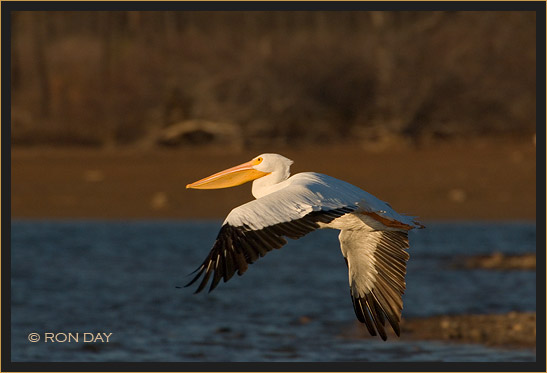 White Pelican, (Pelecanus erythrorhynchos), Flying